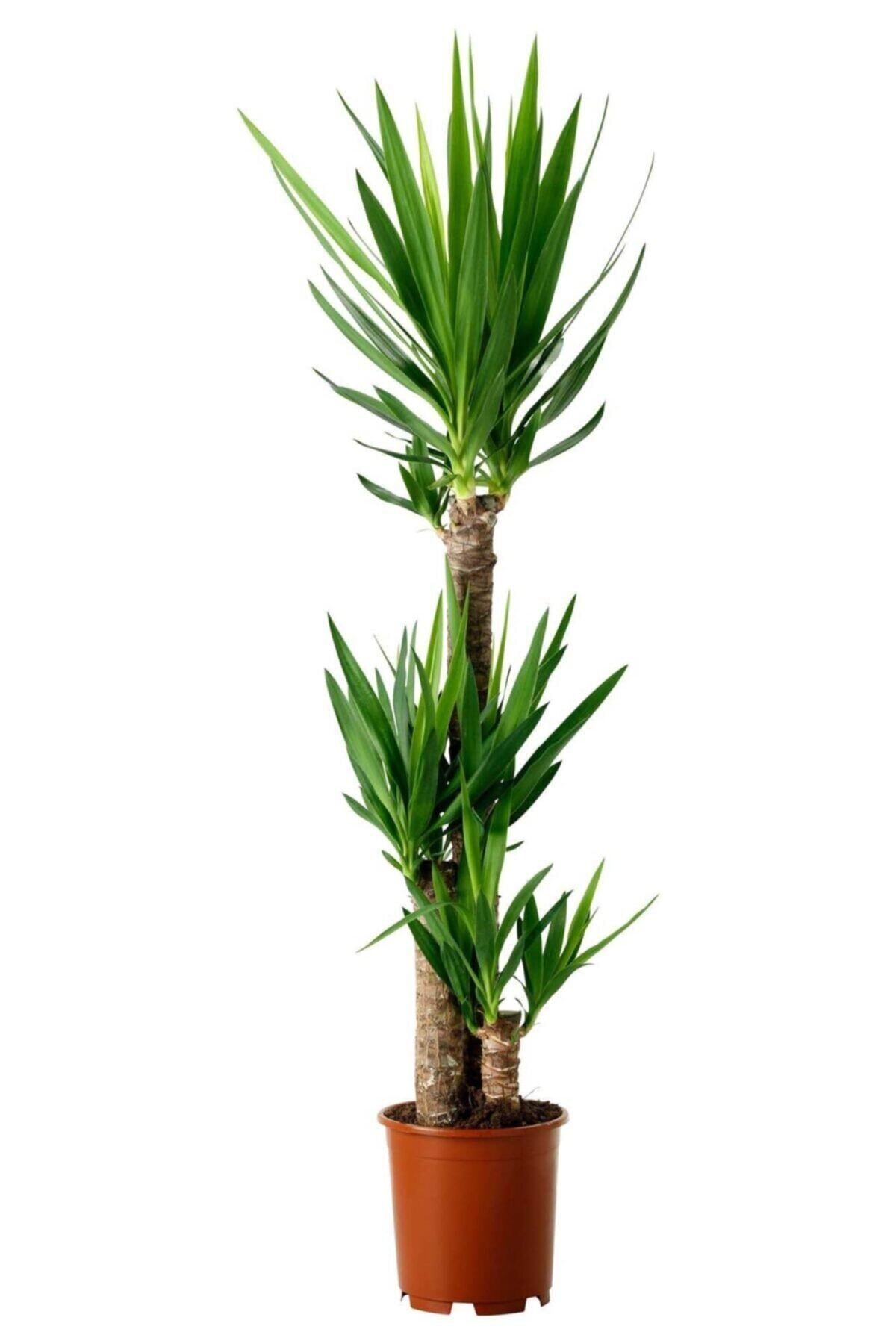 Yucca 2 Gövde - Yuka Çiçeği - Ev Ofis Salon Iç Mekan Bitkisi - Ø:24 Cm - H:120-130 Cm