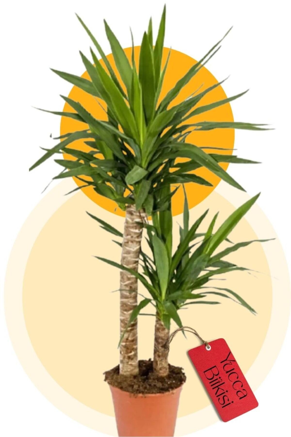 Yucca 2 Gövde - Yuka Hançer 'avize' Çiçeği Yukka - Ev Ofis Salon Iç Mekan Bitkisi - 100 Cm