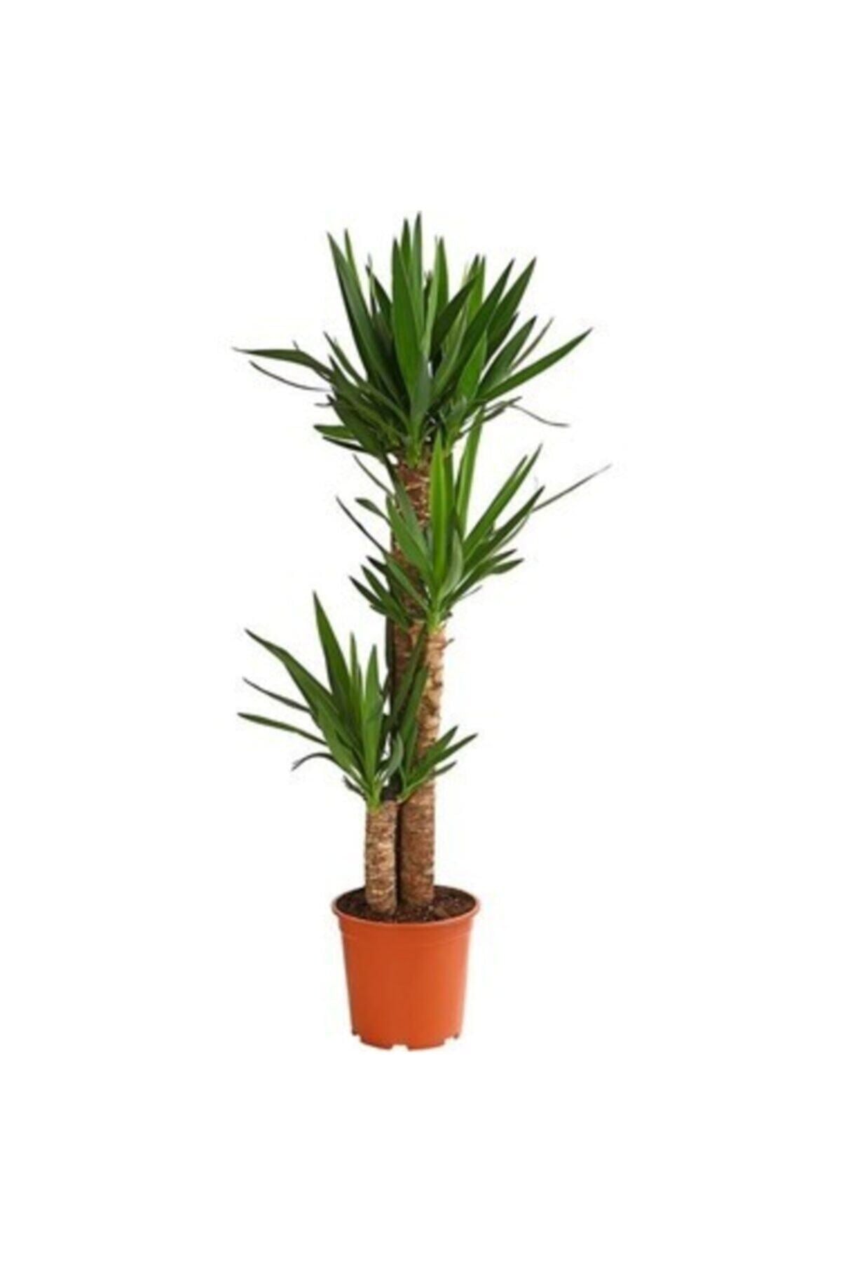 Yucca 3 Gövdeli Salon Bitkisi