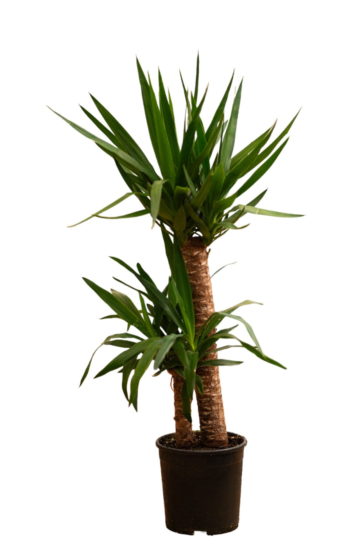 YUCCA 80-100 CM 2 KÖK