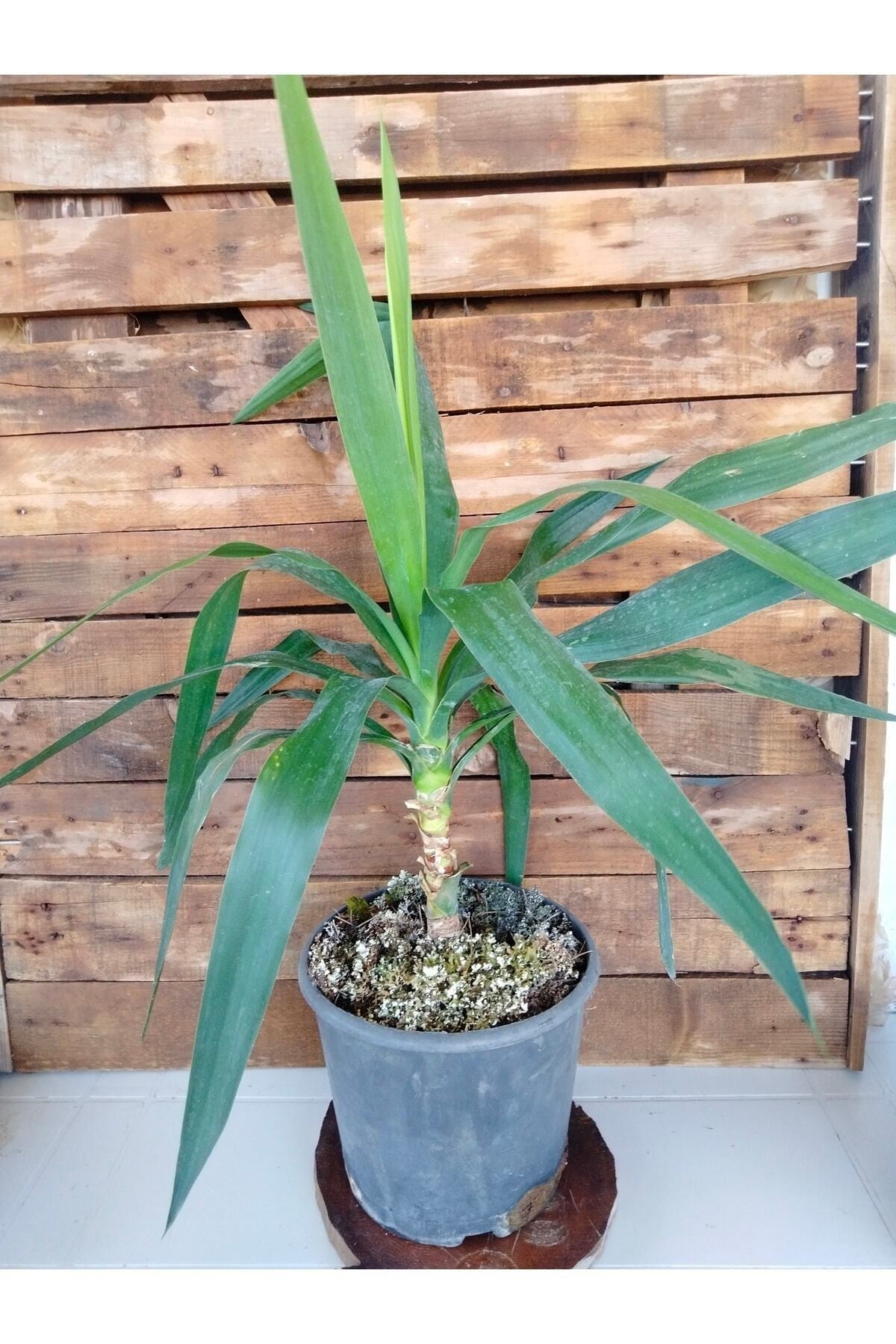 Yucca Avize Bitkisi Iç Mekan Dış Mekan Bitkileri