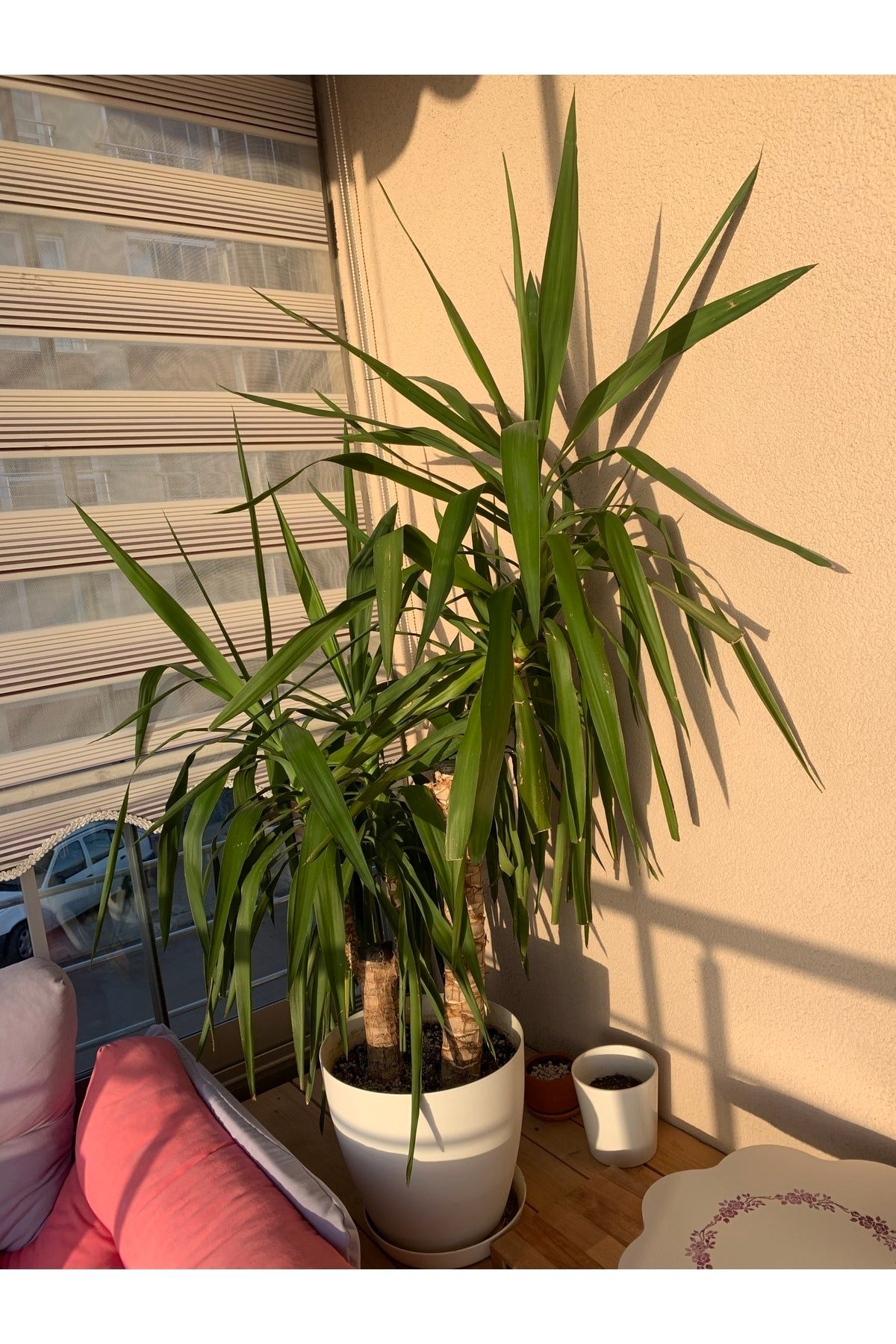 Yucca Bitkisi - 2 Gövdeli - 140 Cm