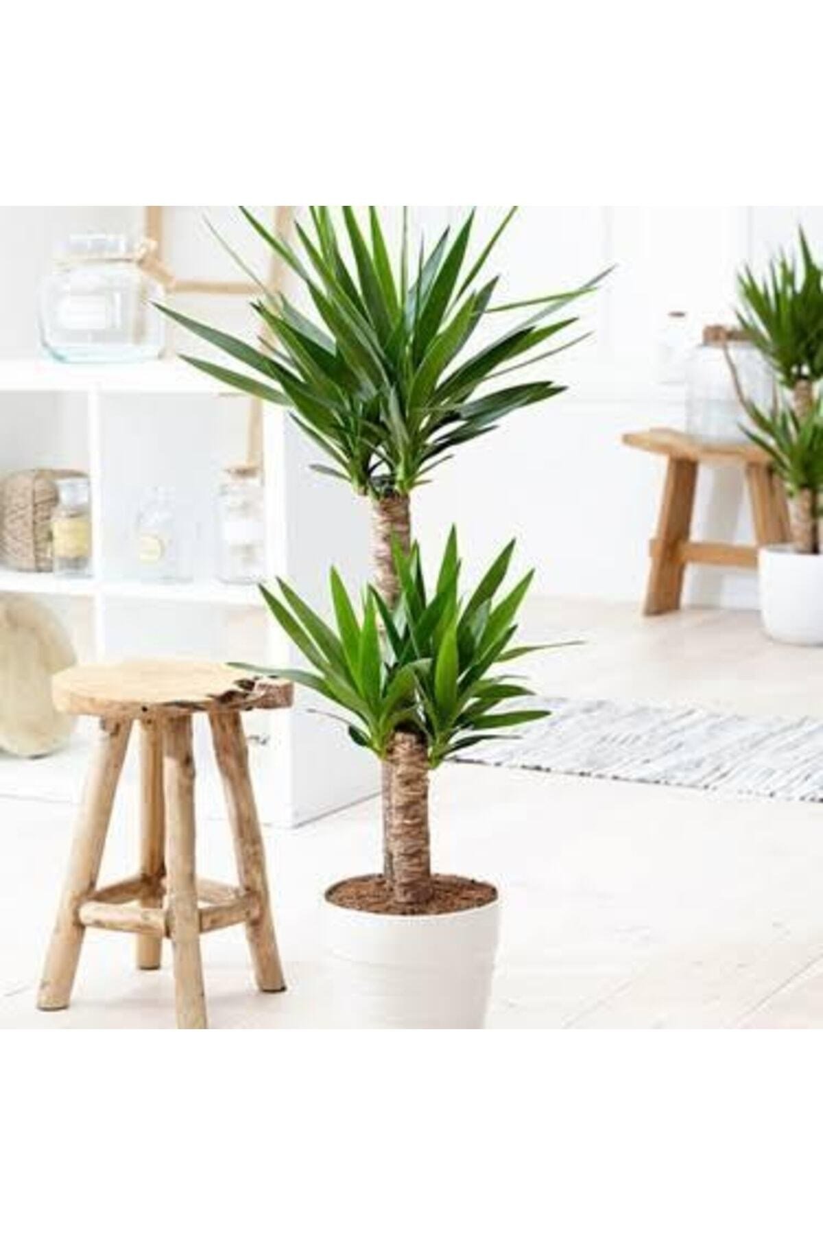 Yucca Bitkisi 2 Kök