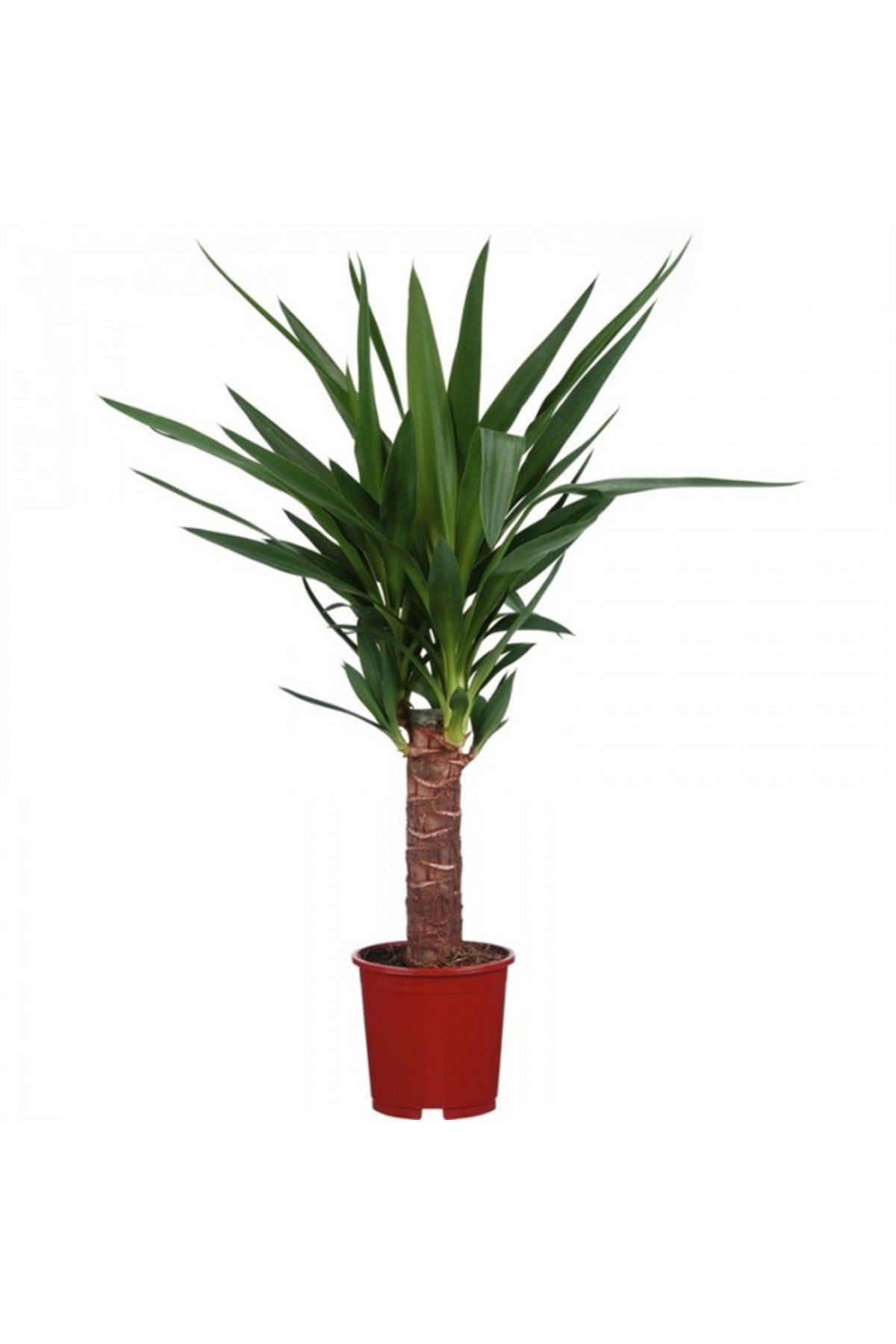 Yucca Bitkisi Tek Gövdeli 50-60cm