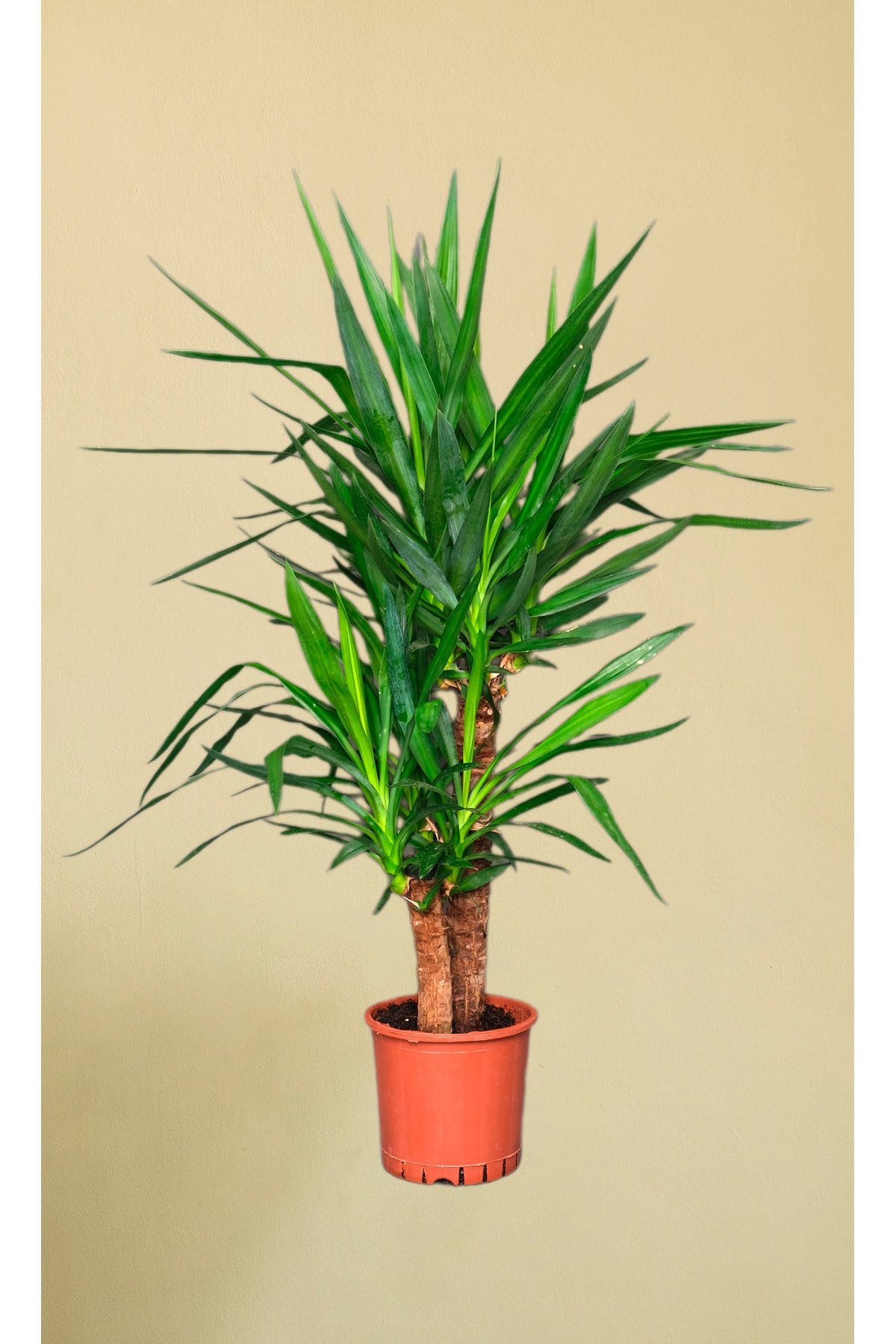 Yucca Elephantipes - Yuka 2 Gövdeli