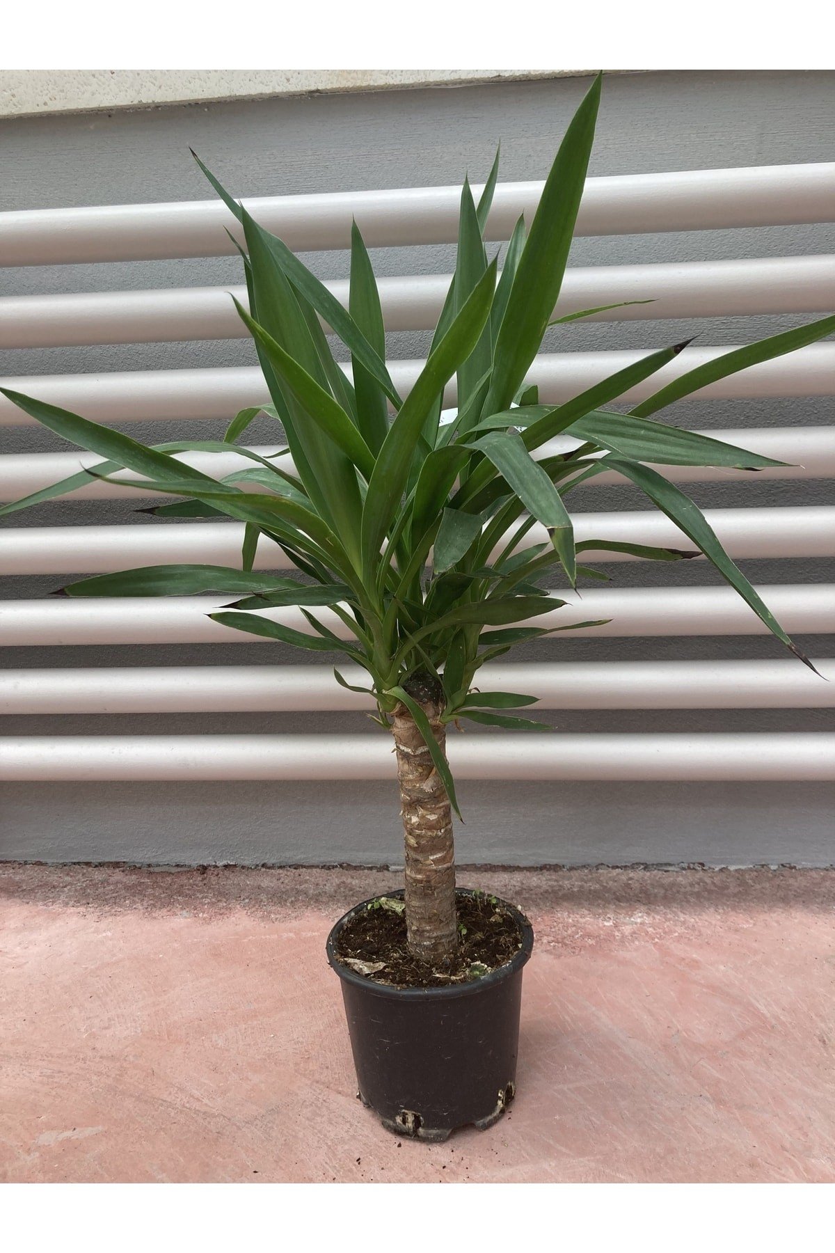 Yucca Gloriosa - Yuka Çiçeği - Avize Çiçeği - 90-110 Cm