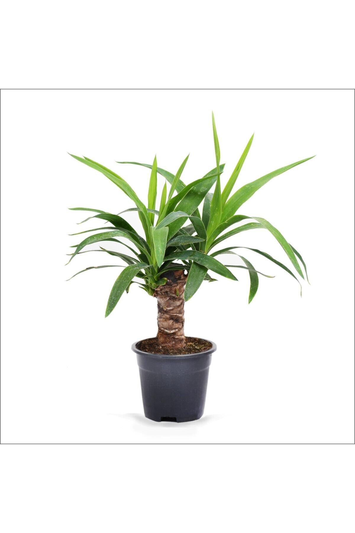 Yucca Tekli (20-40 Cm)