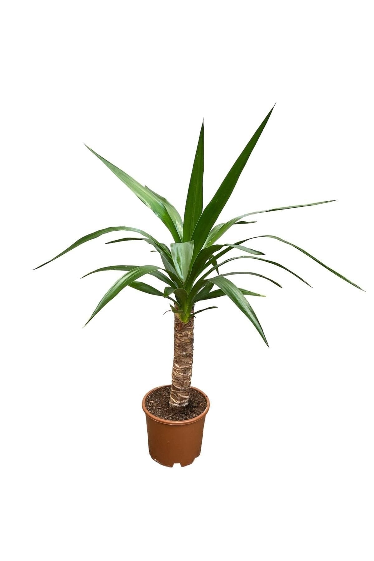 Yucca Tekli 40-60 Cm