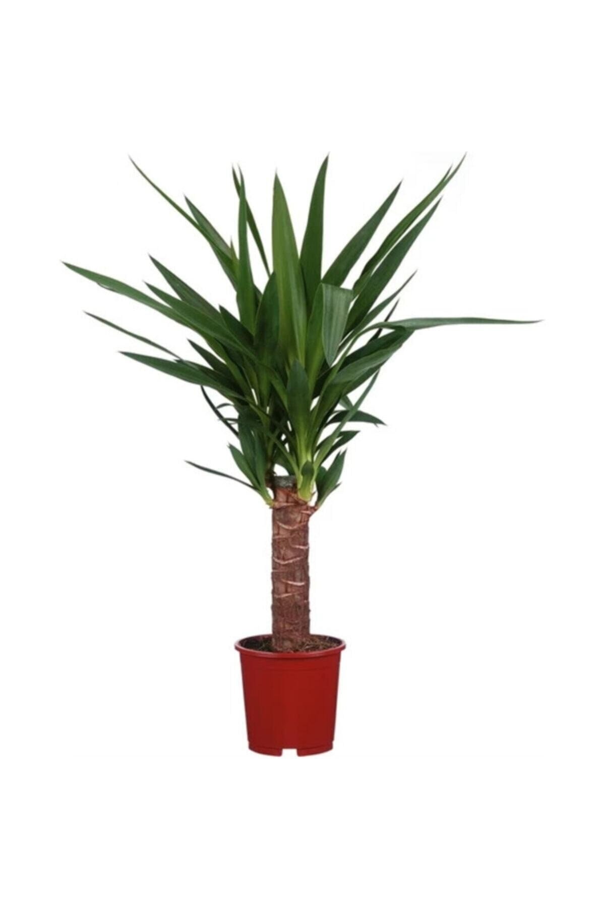 Yucca Tekli
