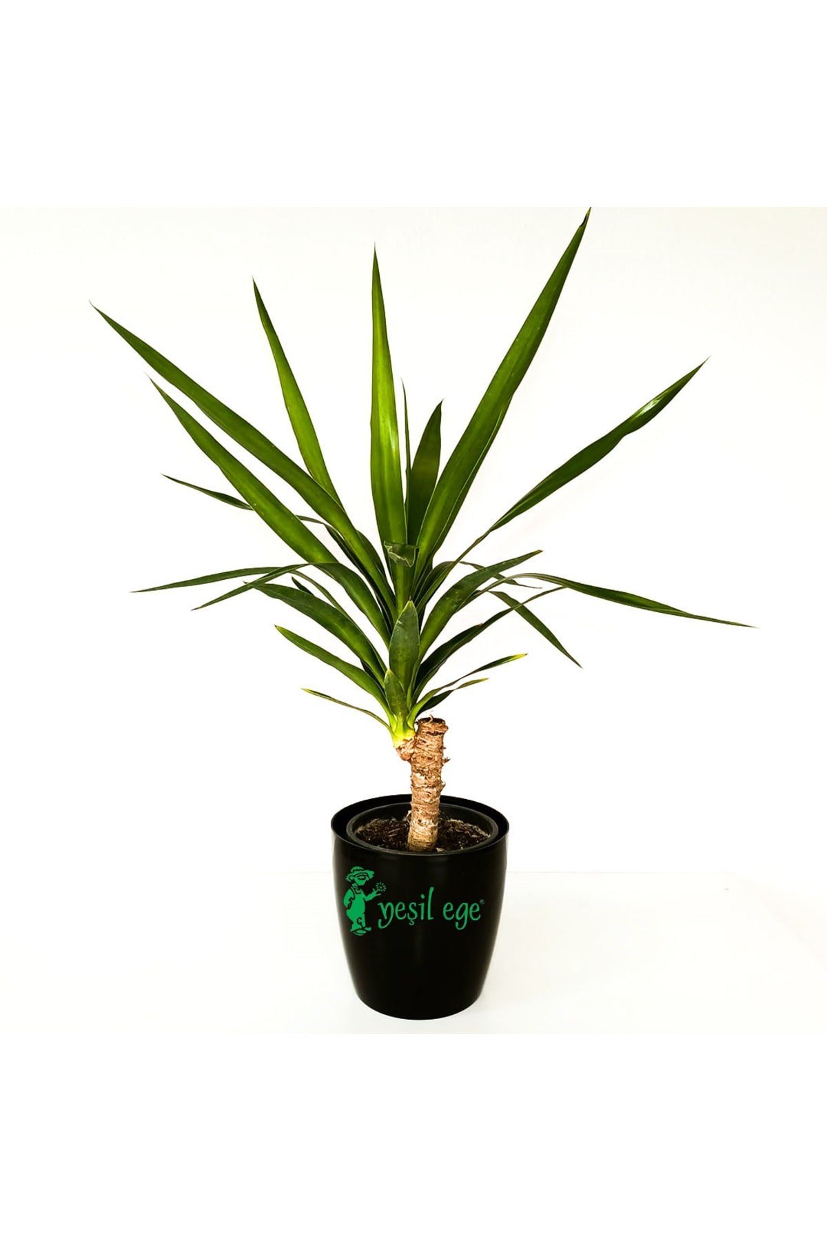 Yucca Tekli, Iç Mekan Bitkisi, 60 Cm