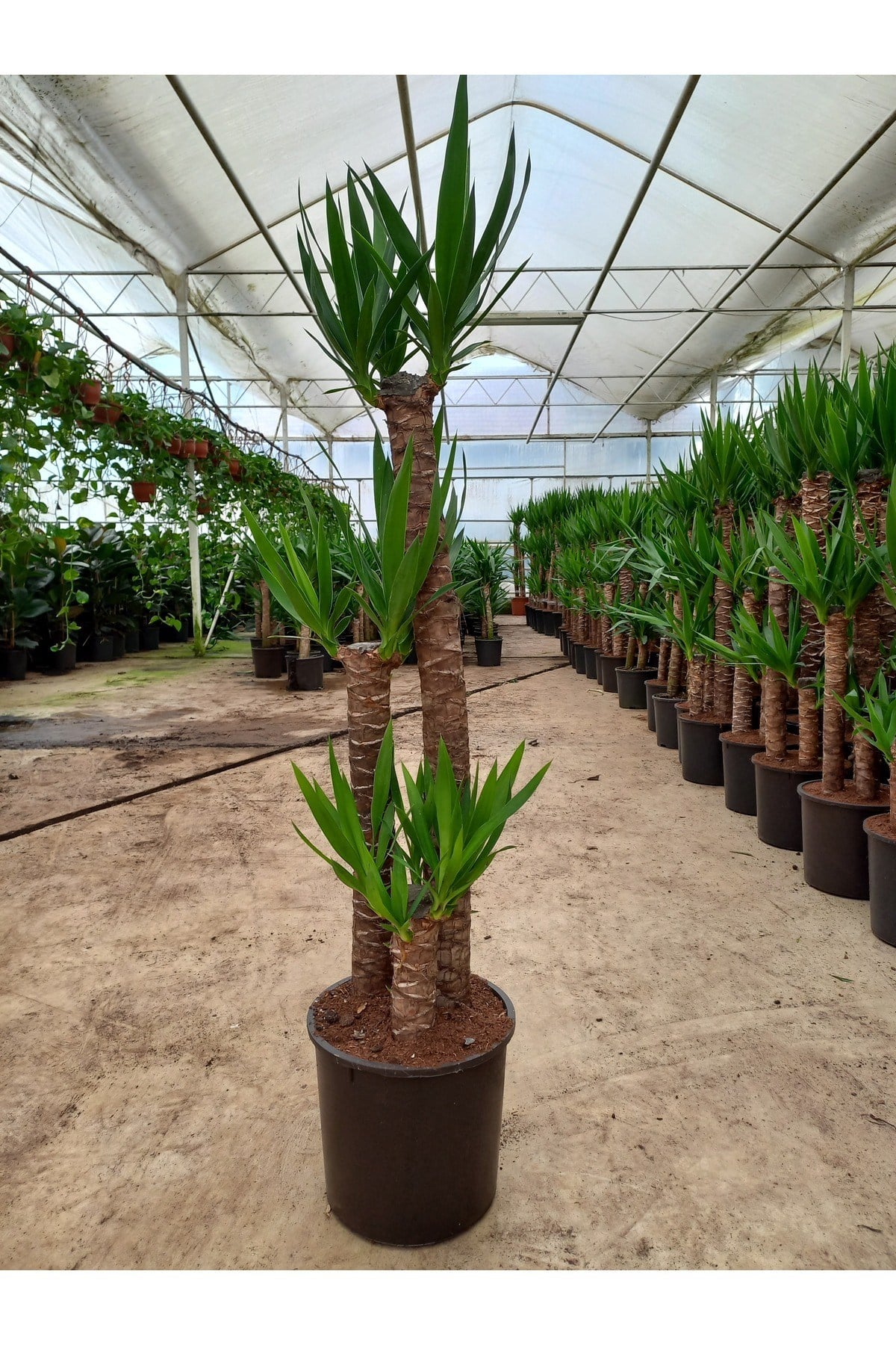 Yucca Üç Gövdeli Salon Bitkisi30-60-90 Saksılı