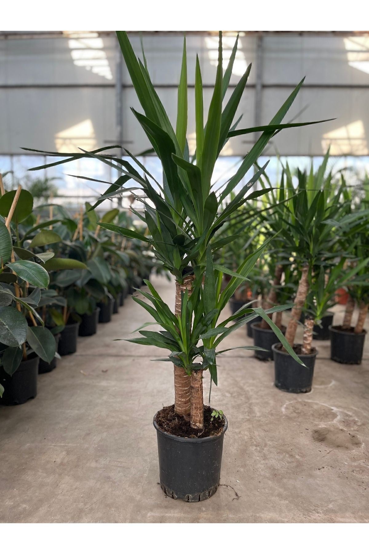 Yucca - Yuka Bitkisi Iki Gövdeli Yucca Avize Çiçeği Canlı Salon Bitkisi 80 - 100 cm