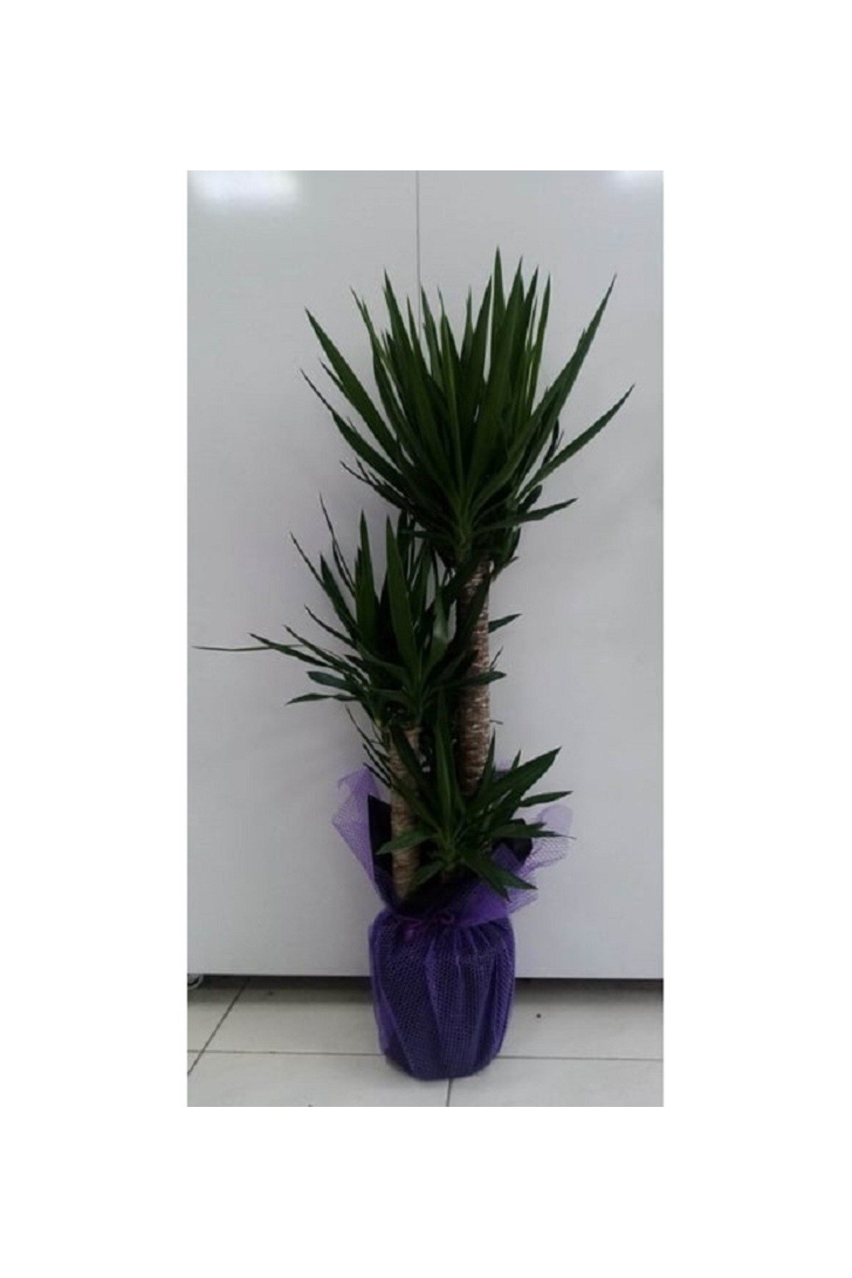 Yuka 4'lü Çiçeği Tasarım Çiçek Yucca Javel 4 Gövdeli Ev Ofis Bitkisi