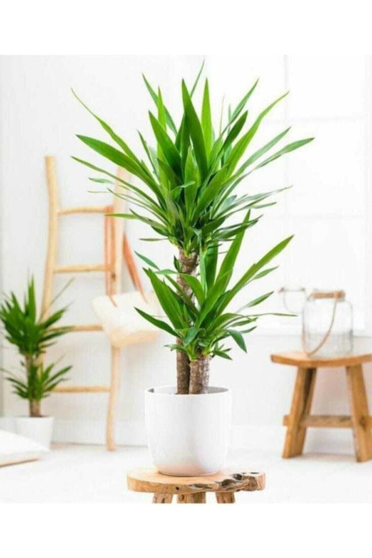 Yukka Çiçeği Yucca 2'li