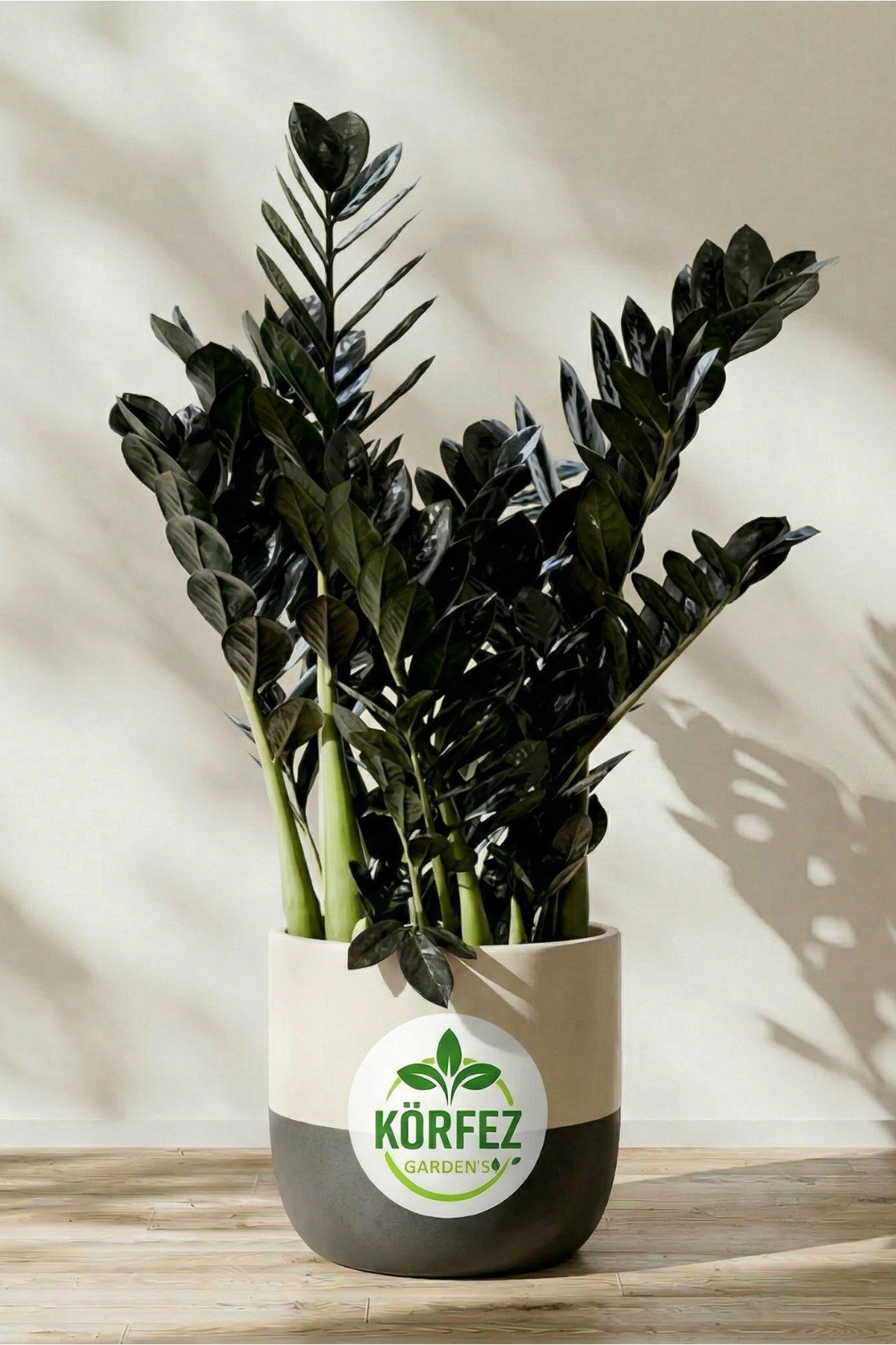 Zamia Çiçeği Zeze Çiçeği Zamia Bitkisi Zamioculcas Ev Bitkisi Ofis Bitkisi Salon Bitkisi