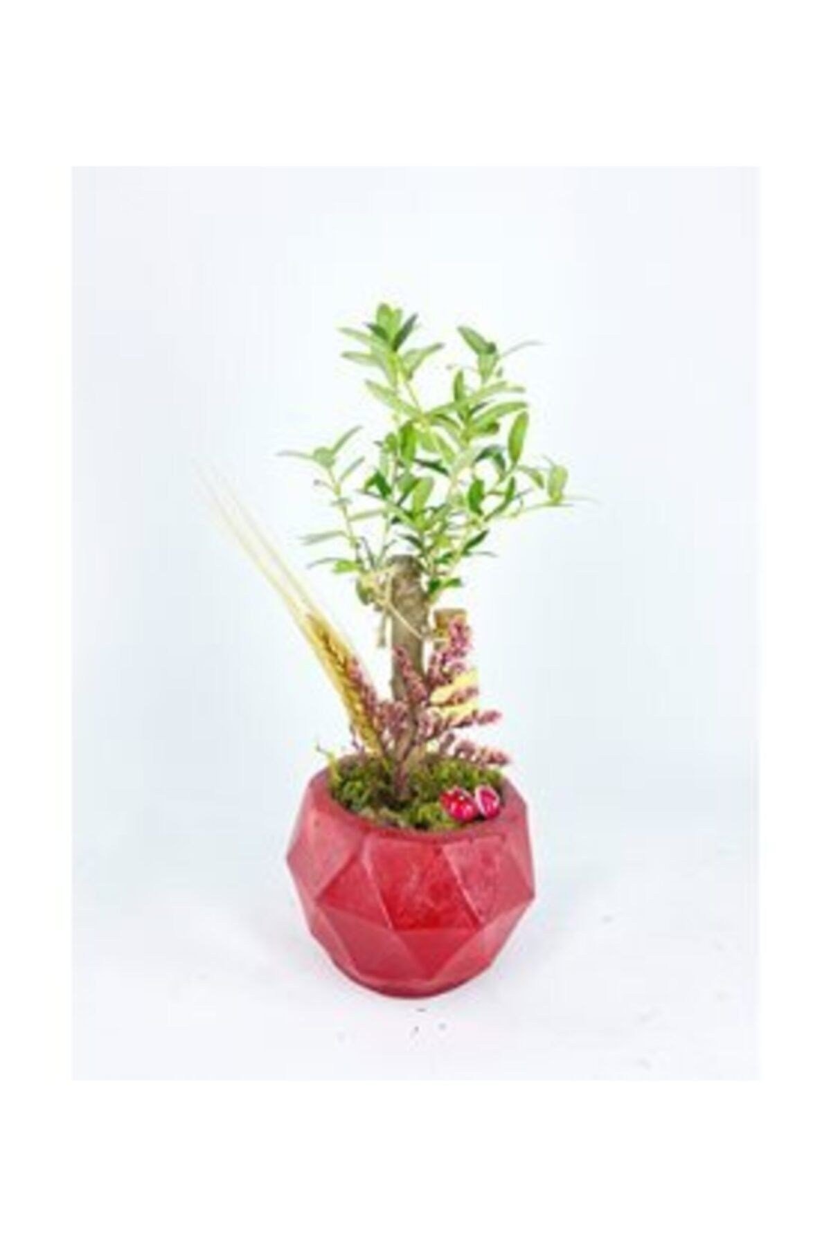 Zeytin Ağacı Bonsai & Kırmızı Geometrik Beton Saksıda Lik Canlı Çiçek