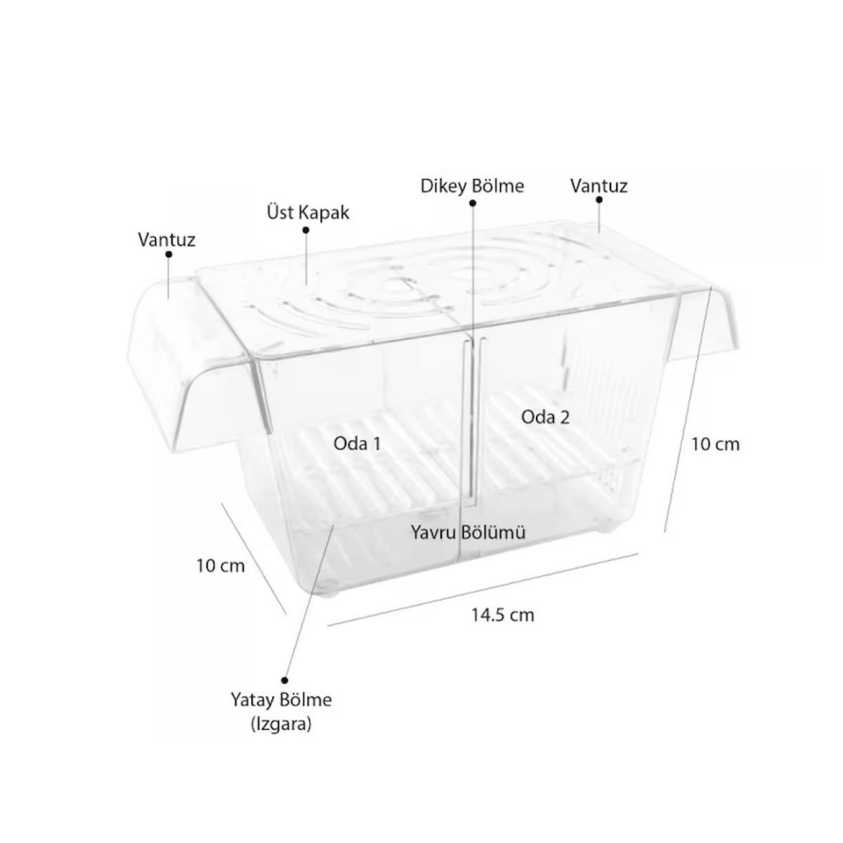 Atlantik İkili Kristal Balık Yavruluk 14,5 Cm x 10 Cm