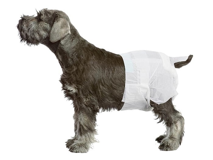 Pawise Dişi Köpek Alt Bağlama Bezi Beyaz L Boy 12 Adet