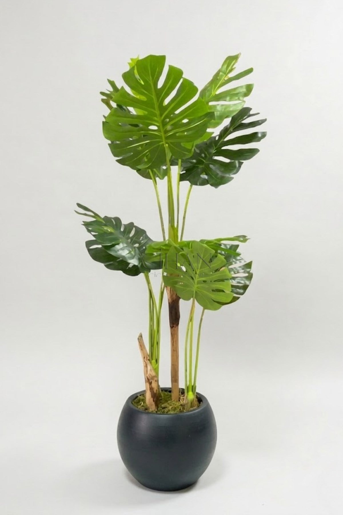 Monstera Ağacı 170cm Antrasit Küre Saksı