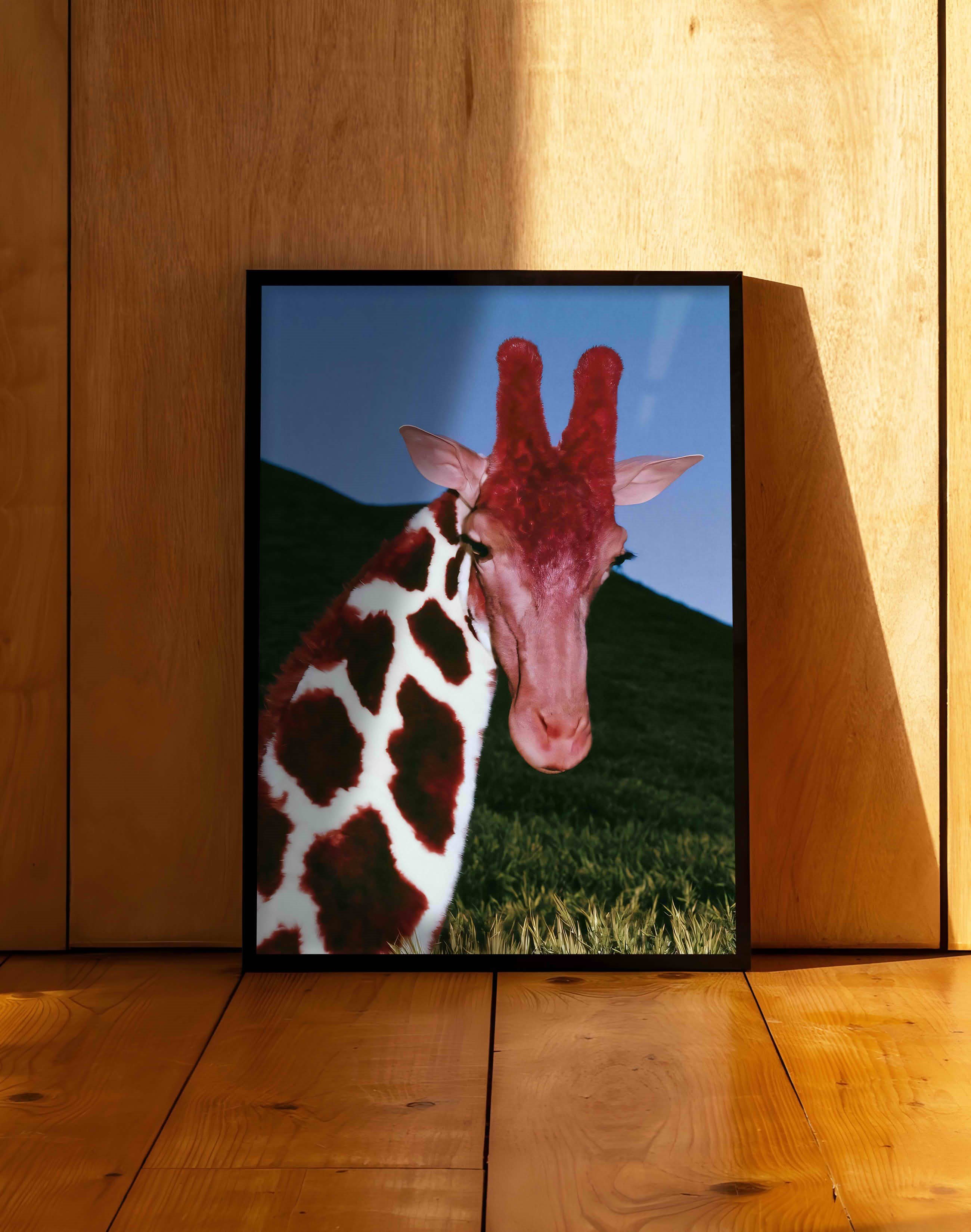 Crimson Giraffe Modern Duvar Tablosu - Mavi Kırmızı Fotoğrafik Poster