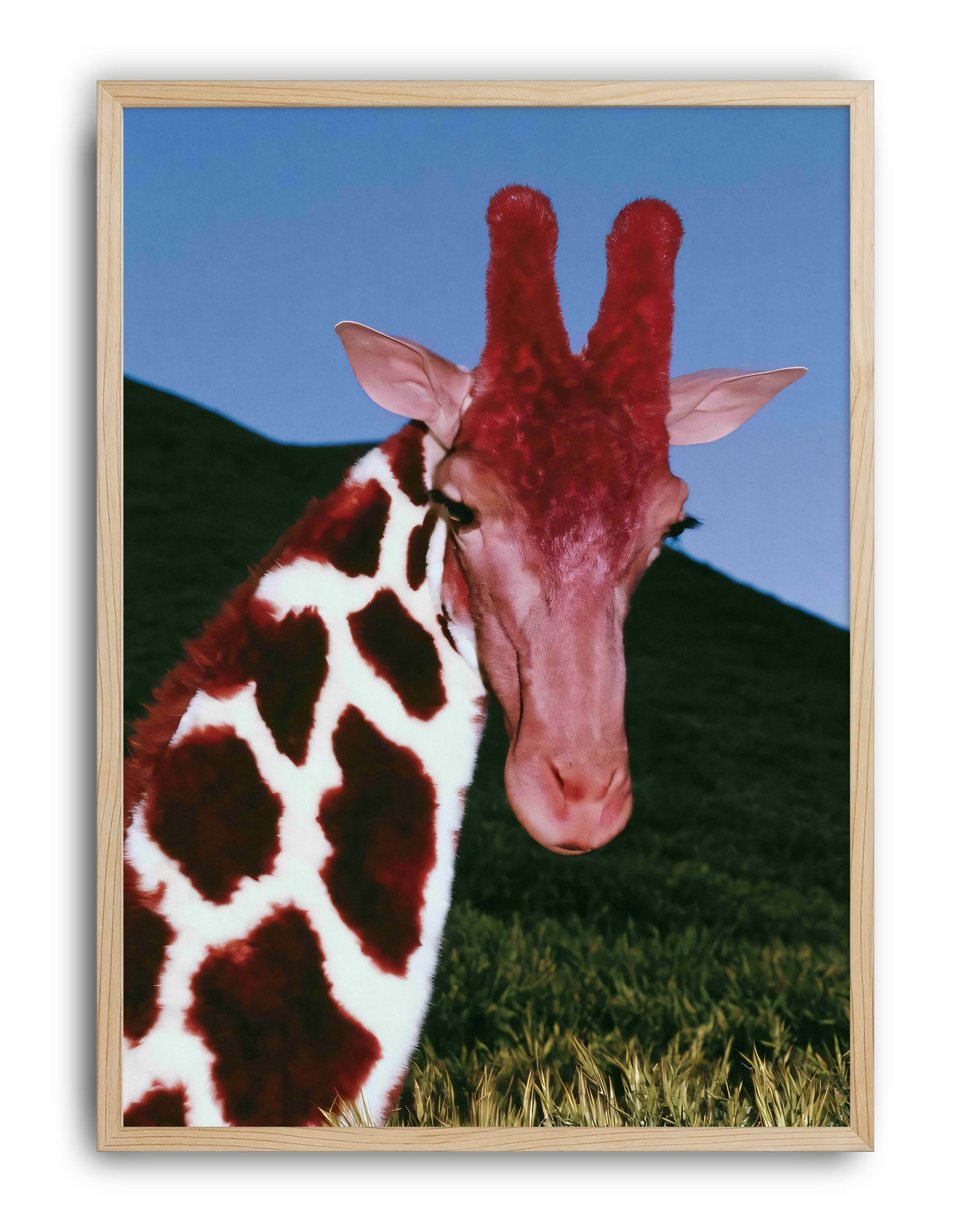 Crimson Giraffe Modern Duvar Tablosu - Mavi Kırmızı Fotoğrafik Poster