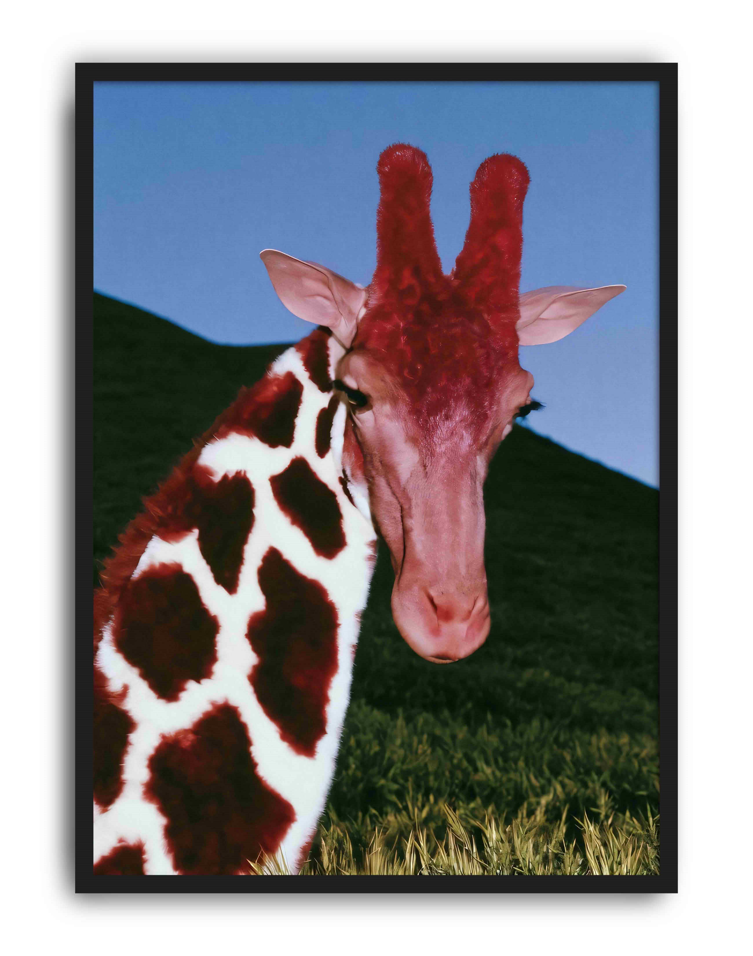 Crimson Giraffe Modern Duvar Tablosu - Mavi Kırmızı Fotoğrafik Poster
