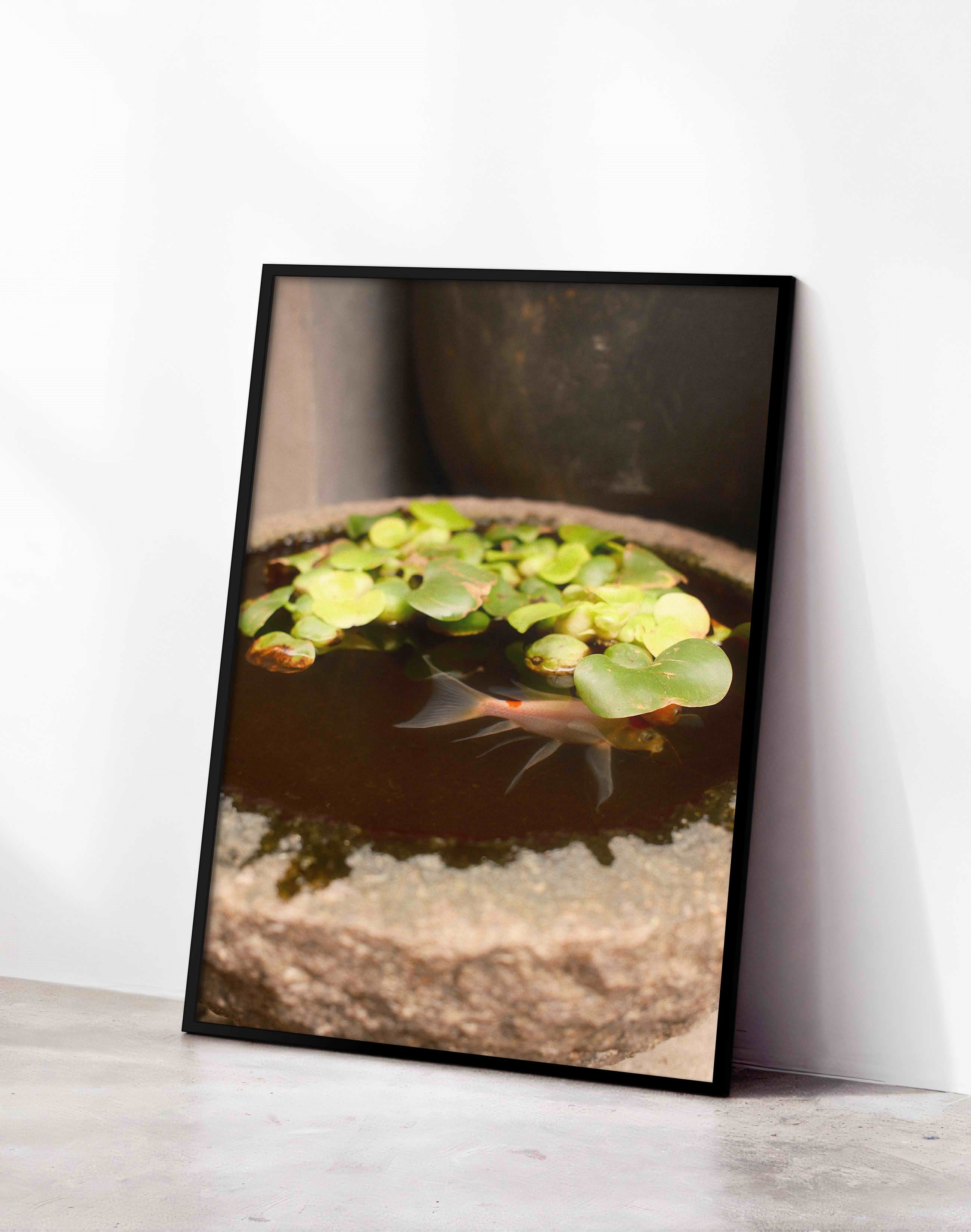 Still Pond Yeşil Kahverengi Fotoğrafik Balık Duvar Tablosu