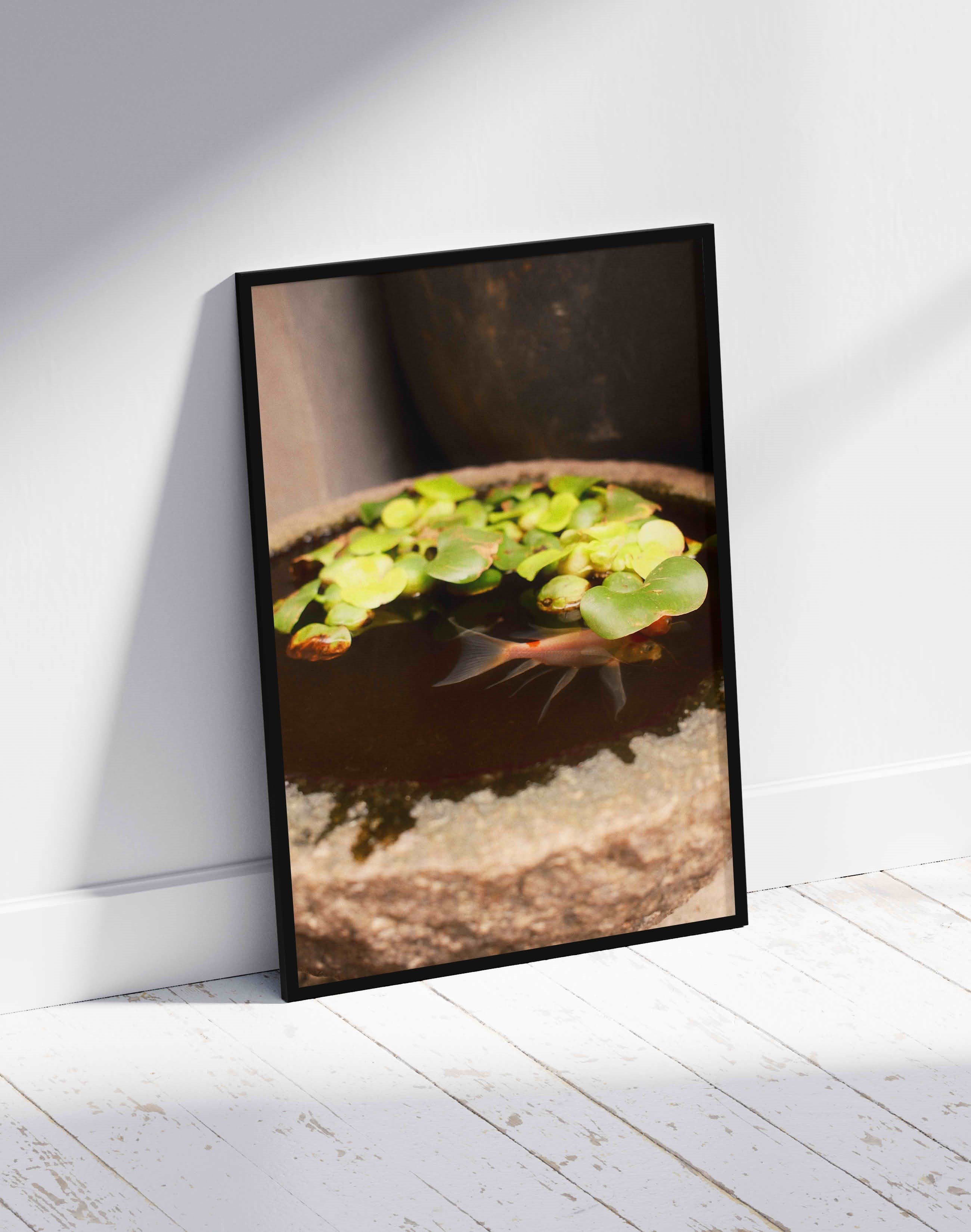 Still Pond Yeşil Kahverengi Fotoğrafik Balık Duvar Tablosu