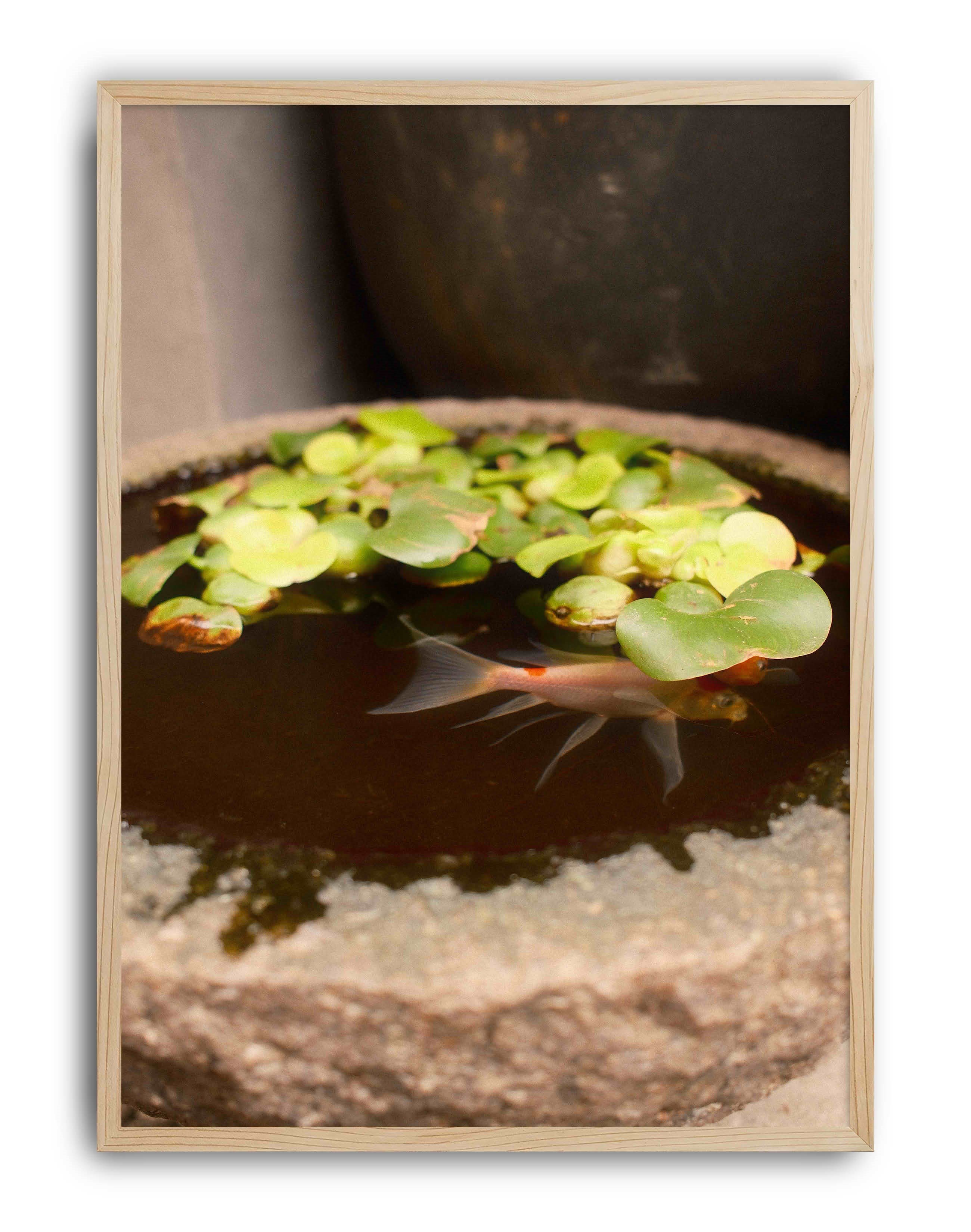 Still Pond Yeşil Kahverengi Fotoğrafik Balık Duvar Tablosu
