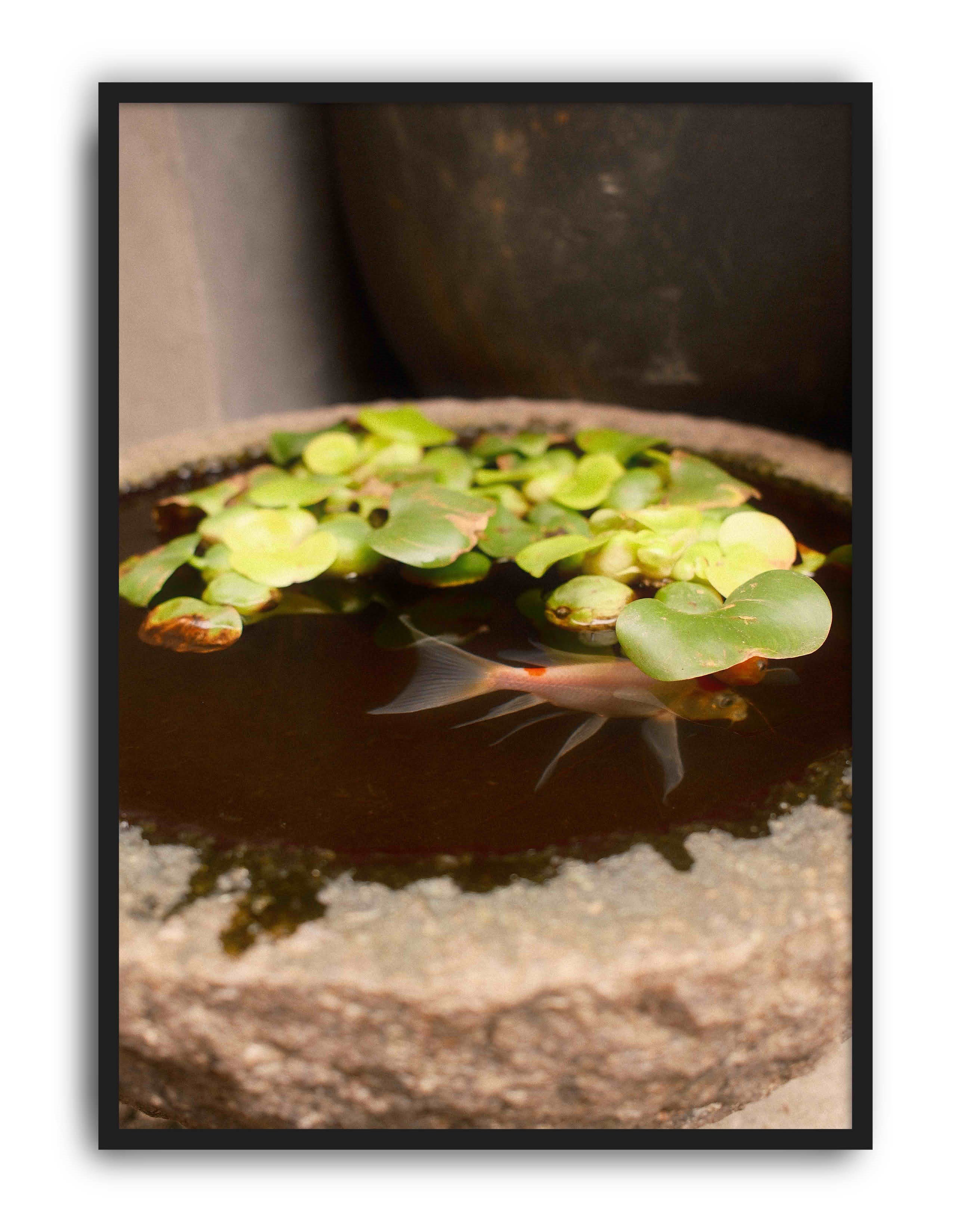 Still Pond Yeşil Kahverengi Fotoğrafik Balık Duvar Tablosu