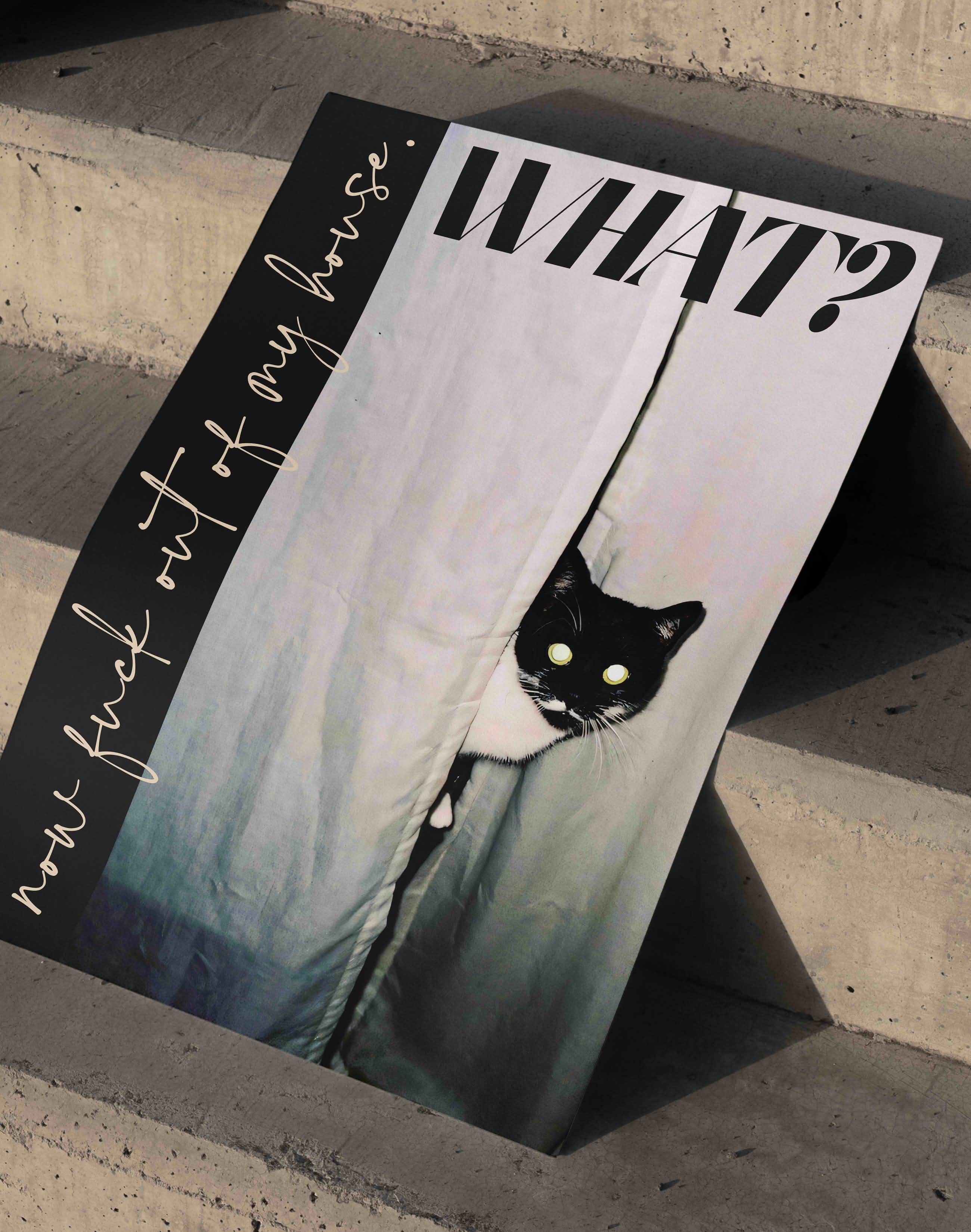 What Cat Modern Kedi Duvar Tablosu - Siyah Beyaz Fotoğrafik Poster