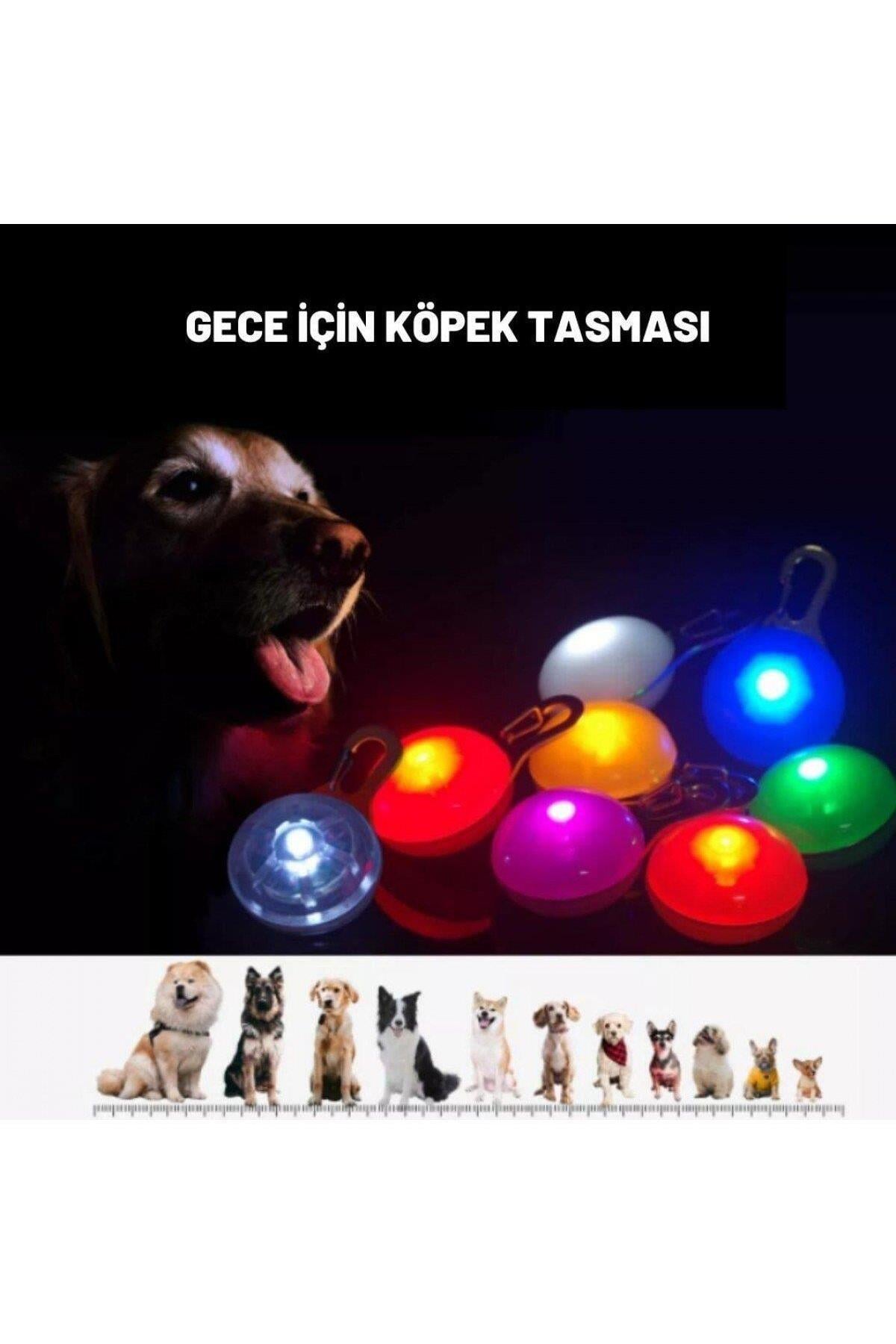 Köpekler İçin Işıklı Tasma Aparatı