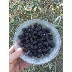 USLU SELE SİYAH ZEYTİN