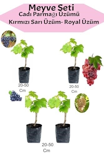 4'lü Üzüm Seti Cadı Parmağı+Kımrızı+Sarı+ Royal Üzüm Fidanı