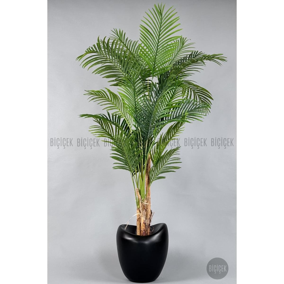 Biçiçek Areka Ağacı 220-240 Cm Siyahfiber1