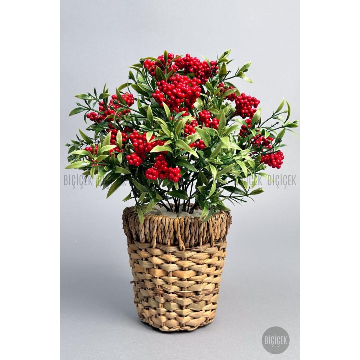 Biçiçek Koki̇na Bi̇tki̇si̇ 40 Cm Hasir Saksida Bol Meyveli̇ Yilbaşi Bi̇tki̇si̇
