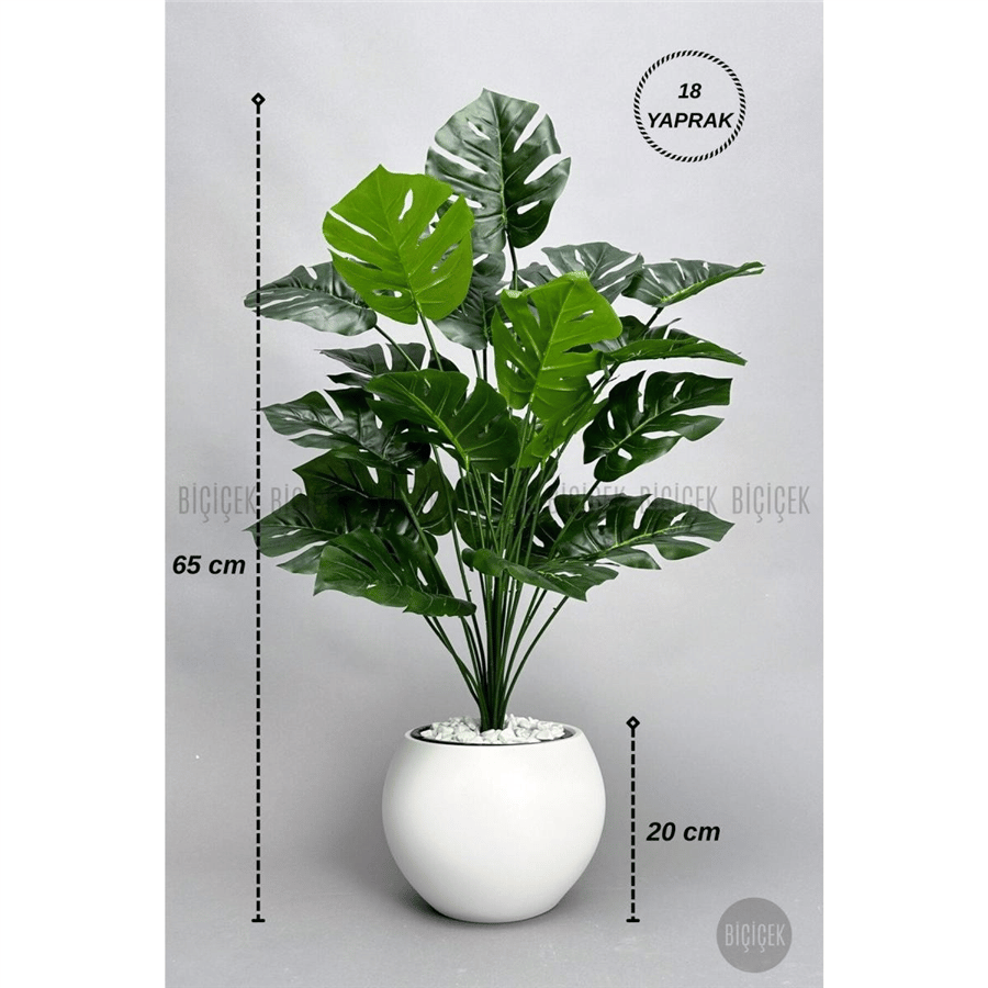 Biçiçek Monstera Bitkisi 65 Cm Küre Saksıda