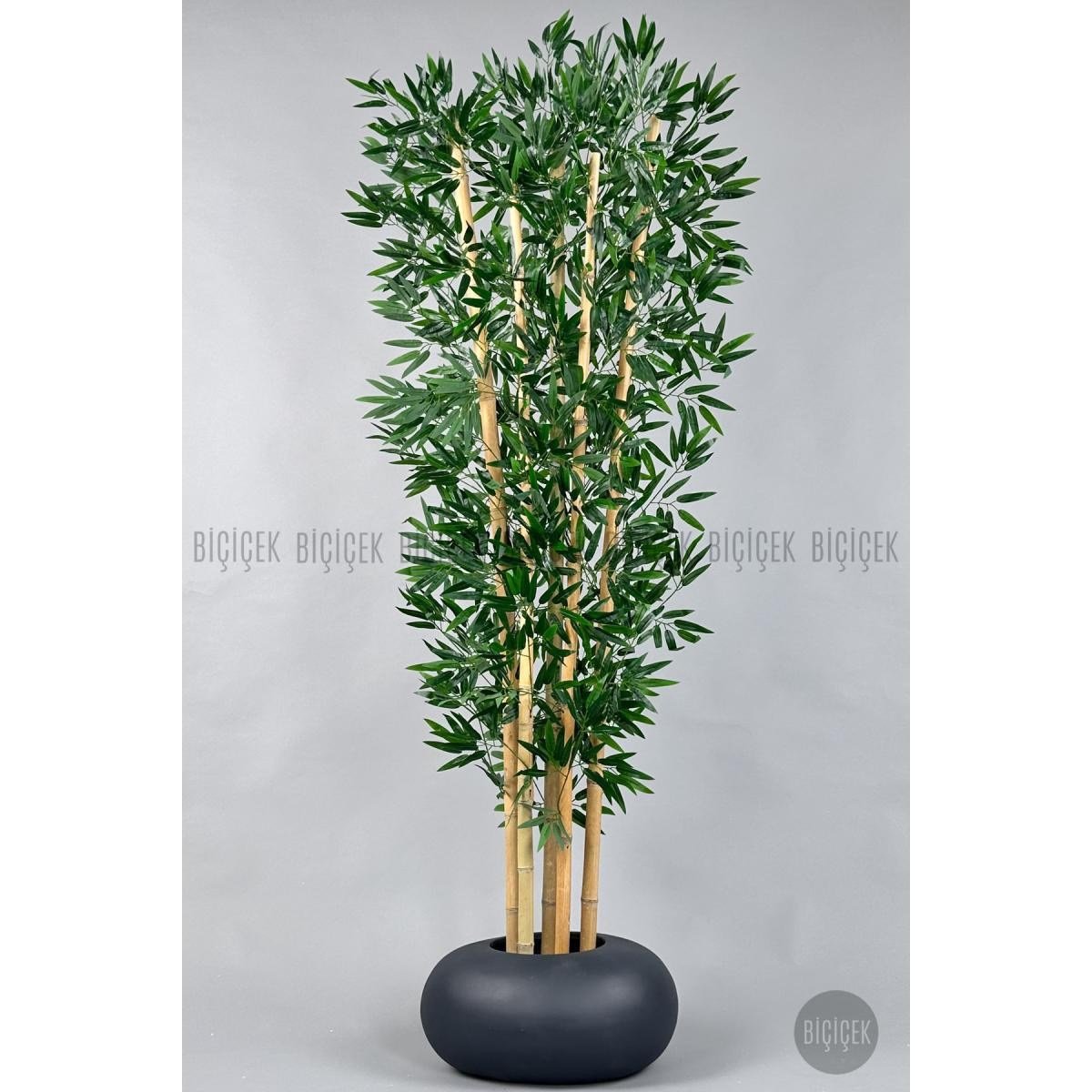 Biçiçek Zen Bambu Ağacı 220-240 Cm Fiber Saksıda Grifiber1