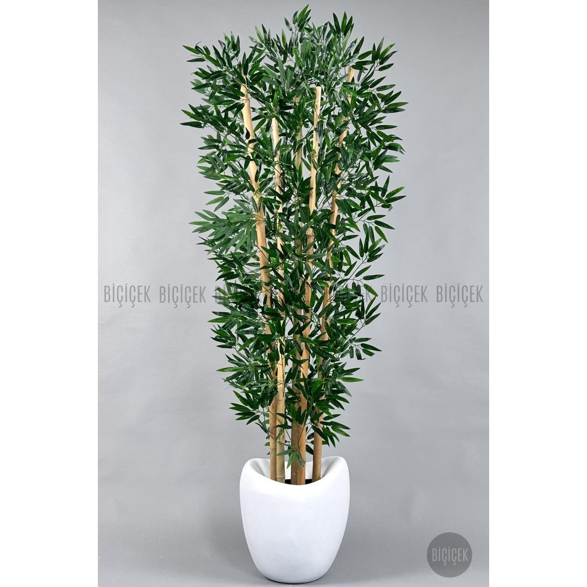 Biçiçek Zen Bambu Ağacı 220-240 Cm Fiber Saksıda Beyazfiber2