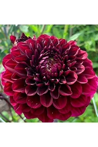 Dashing Look 10 Adet Bordo Renkli Kirli Hanım Çiçeği Tohumu Kokulu TH-thmcmthm502
