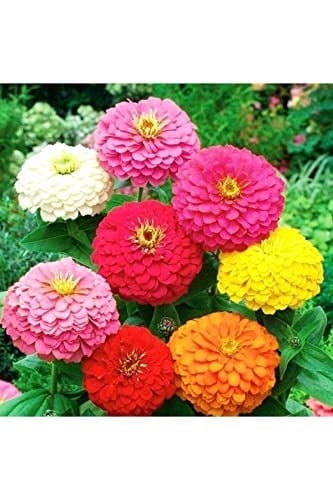 Dashing Look 10 Adet Karışık Renkli Zinnia Çiçek Tohumu TH-thmcmthm507