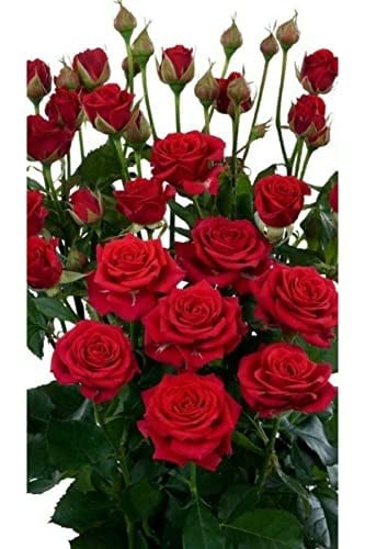 Dashing Look 10 Adet Kırmızı Renkli Gül Çiçeği Tohumu TH-thmcmthm443