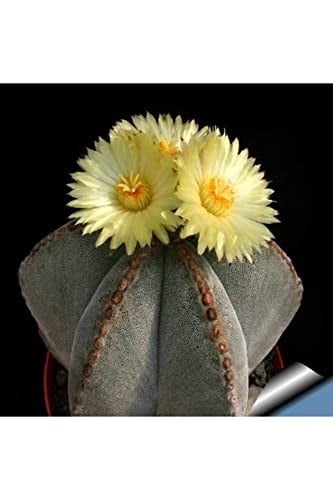 Dashing Look Bishop’s Cap Cactus Kaktüs Tohumu TH-dshnglookthm167