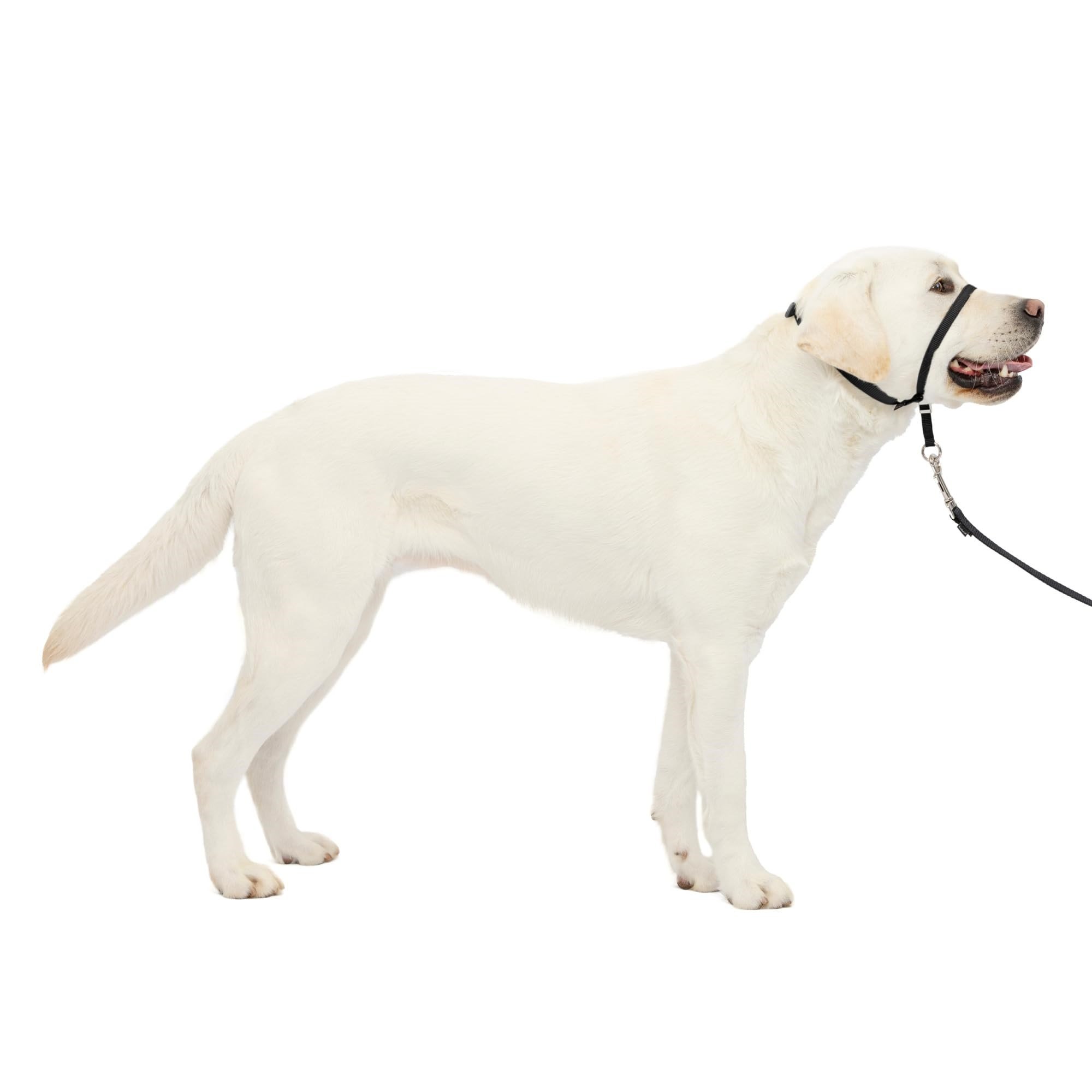 PetSafe Nazik Leader Baş Yaka, Çekmesiz Köpek Tasması, Büyük 27-59 kg, Siyah