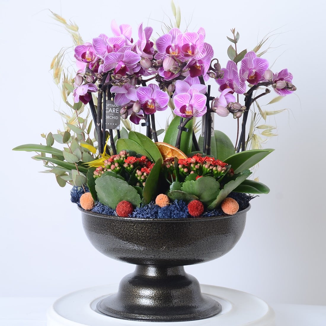 Midi Orchid Designer Flower Mini Orkide