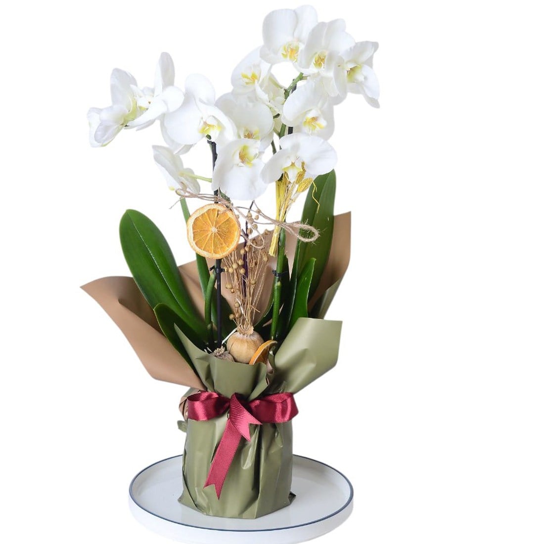 Orchid White Beauty