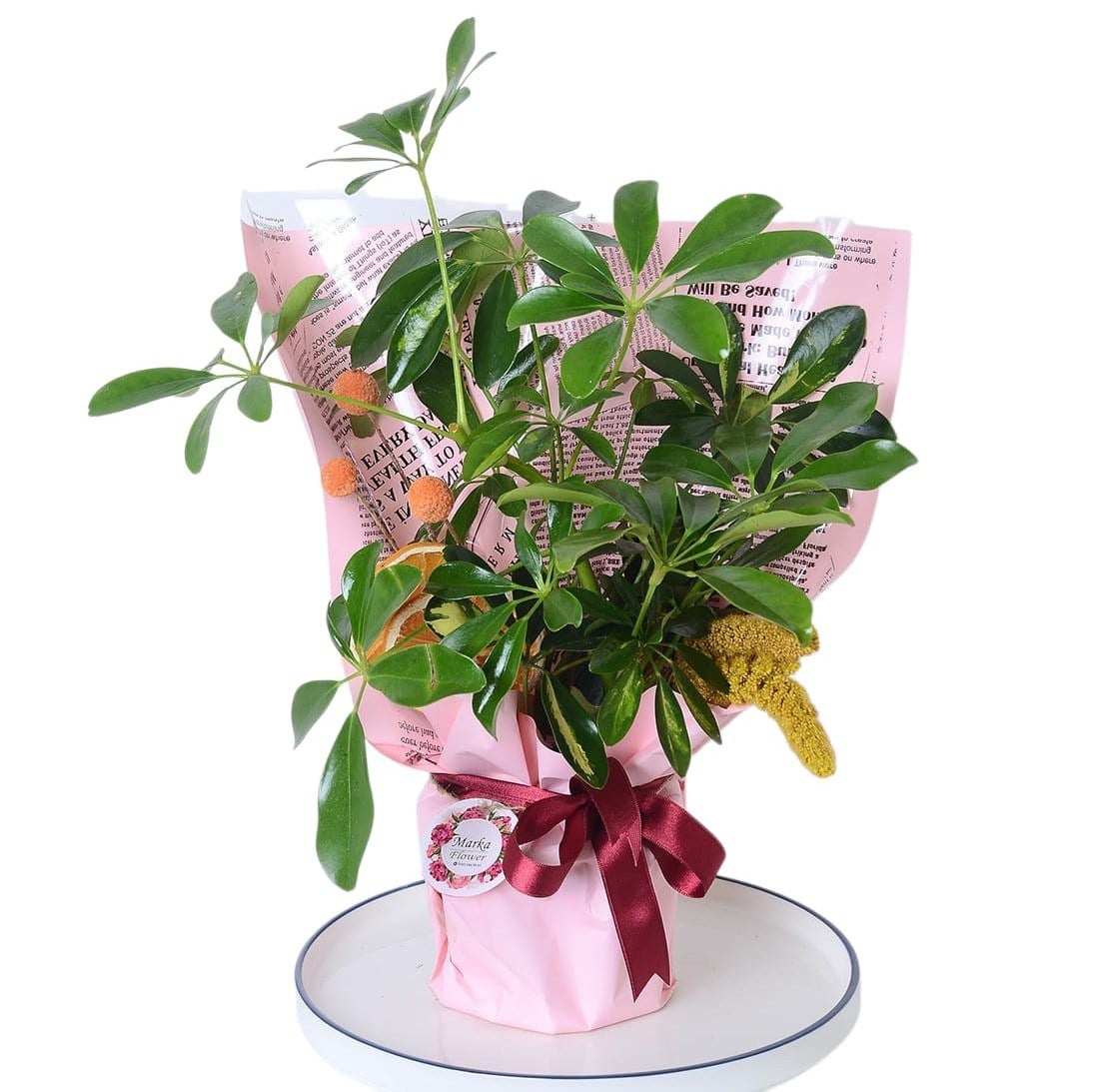 Pembe Kâğıtta Şeflera Bitkisi Schefflera 