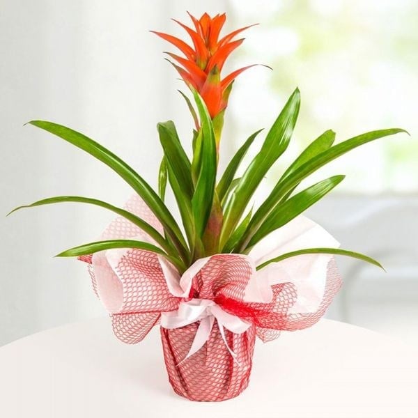 Guzmania 