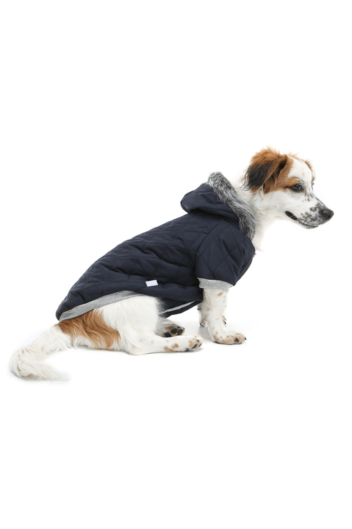 Küçük Irk Laciver Puf Köpek Montu Kedi Köpek Kiyafeti