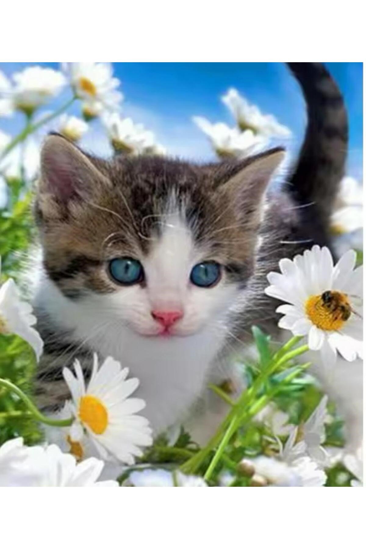 DIY 5d Elmas Taş Işleme Kiti Tablo 21 x 25 cm Kedi Desen